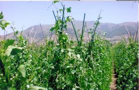 ΤΟ ΜΠΑΚΑΛΙΚΟ ΤΟΥ ΛΑΓΟΥ ΠΑΝΤΟΠΩΛΕΙΟ ΤΥΡΟΚΟΜΙΚΑ ΚΑΤΑΣΤΗΜΑ ΤΡΟΦΙΜΩΝ ΛΑΣΙΘΙ ΤΟΛΙΑΣ ΔΗΜΗΤΡΙΟΣ